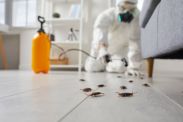 Commercial Kitchen Cockroach Control in Sergeant Bluff